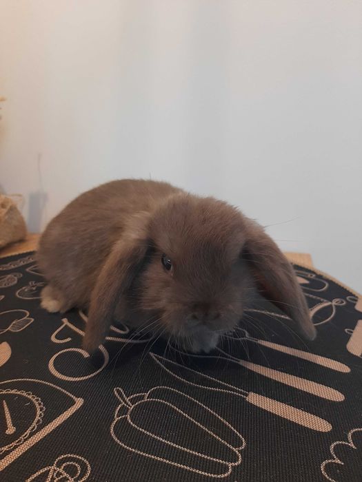 Króliki baranek miniaturka karzełek mini lop