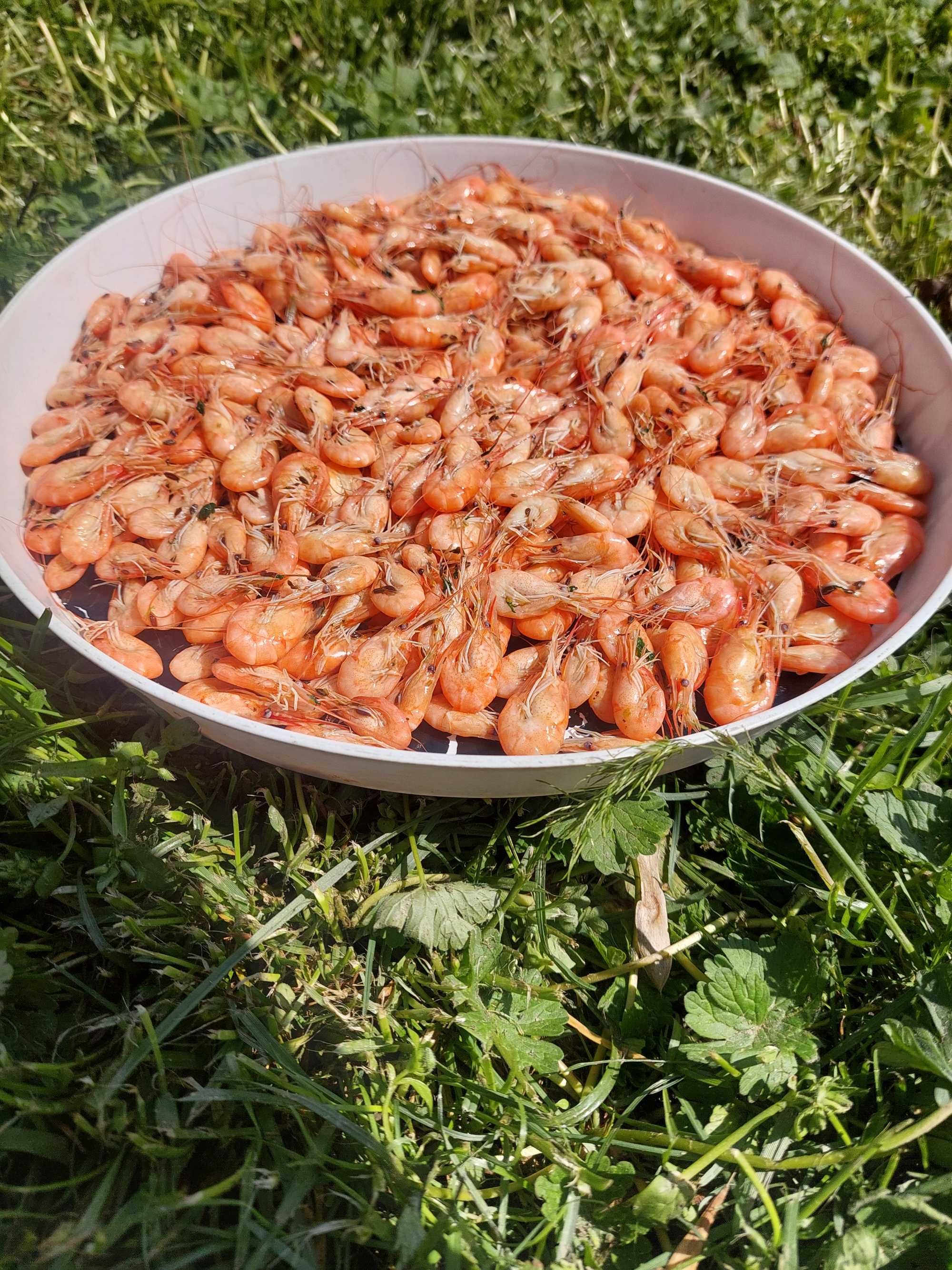 Креветка черноморская Рачки