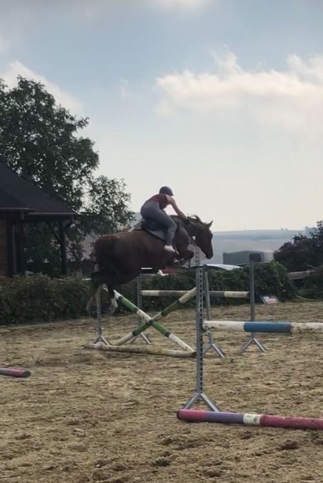 Cudowna klacz Wlkp/Selle français