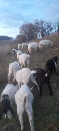 СРОЧНО Продам коз породы ламанча