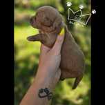 Maltipoo maltidodle red toy pudel badania wyprawka
Suczka