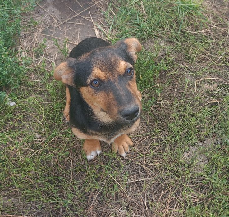 Oddam sunię w dobre ręce