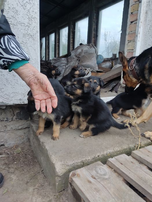 Продам цуценят німецької вівчарки