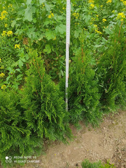 Tuja szmaragd 80 - 100 cm