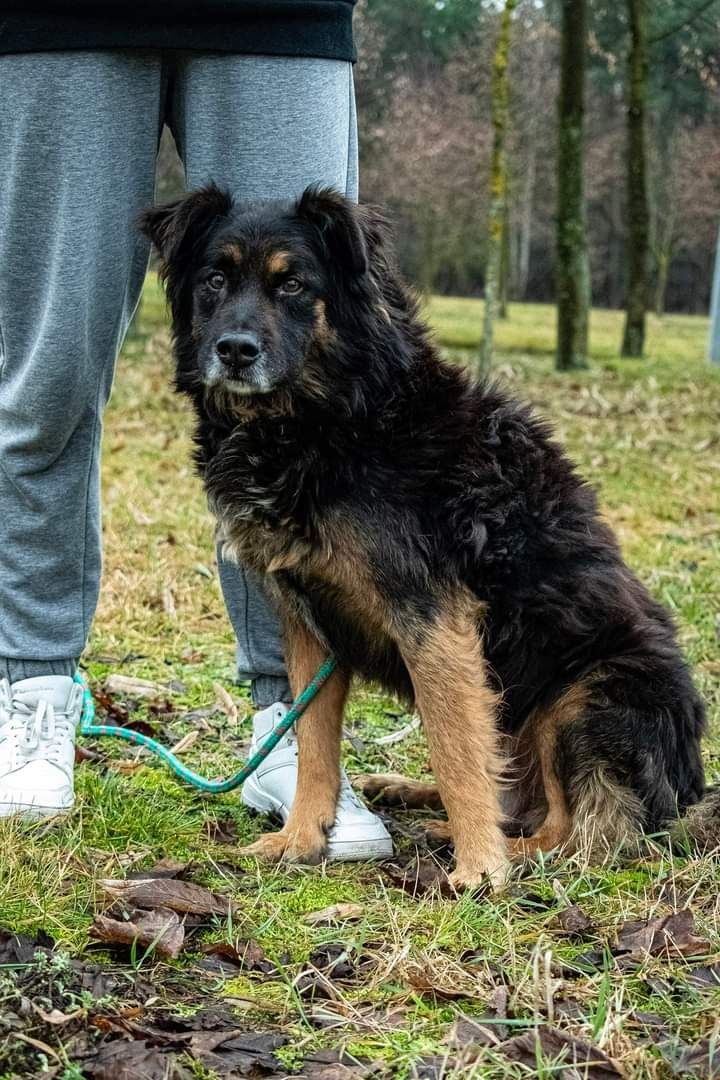 Został porzucony i zdany samemu sobie... Jest wspaniałym psem!