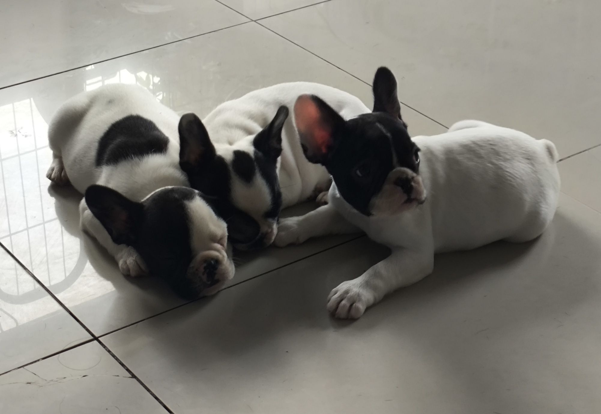 Buldog francuski FCI ZKwP
