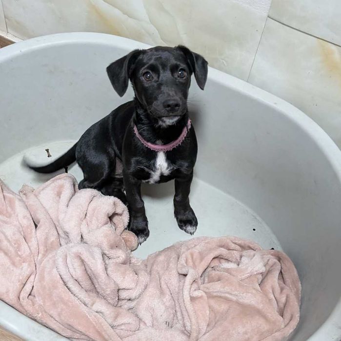 Doris 4 miesięczna psinka szuka domu