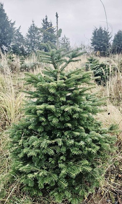 jodła kaukaska doniczka 1.00-1.50 świerki choinki
