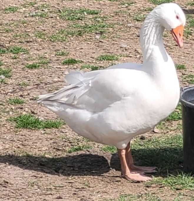 Gęsi rasy lubelskiej sprzedam.