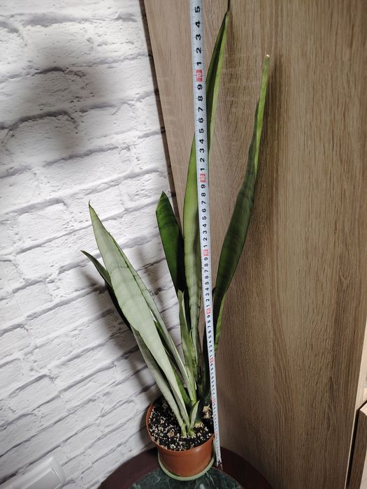 Сансевиерия Сильвер Квин, высокорослая.