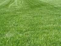 Trawa trawnikowa rekreacyjna PROMOCJA nasiona trawniki tereny zielone