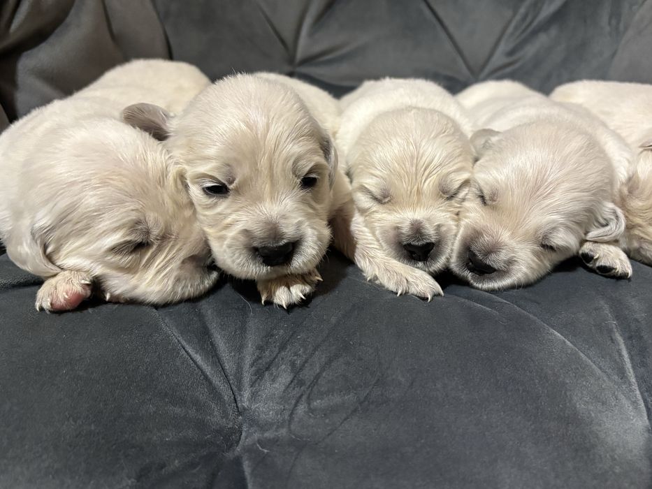 Pies Golden Retriever FCI ZKwP