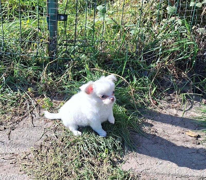 Chihuahua rodowodowe ZKWP FCI szczenię