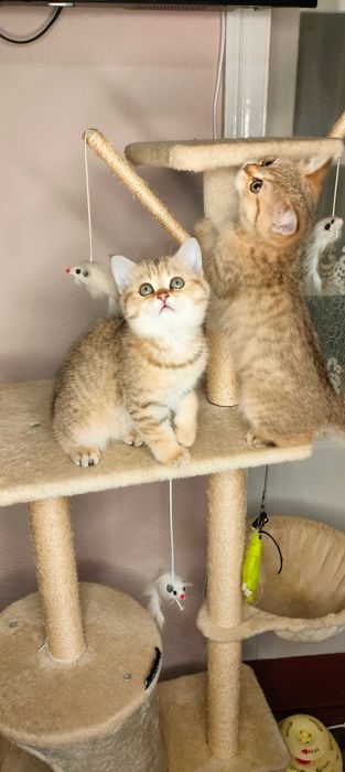 Шотландська Золота Шиншила/scotitsh straight