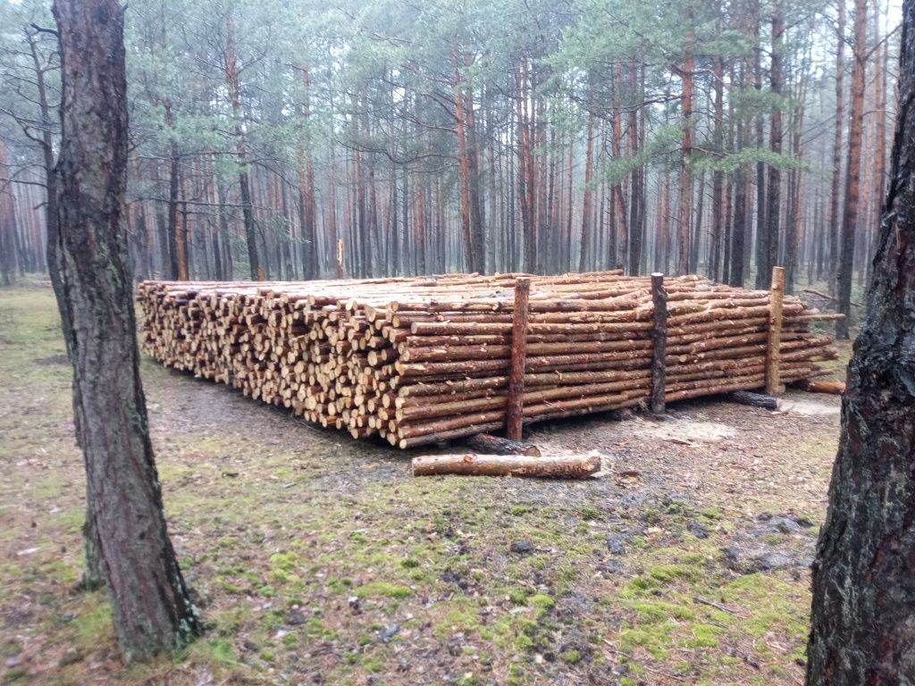 Drewno opałowe Transport Gratis