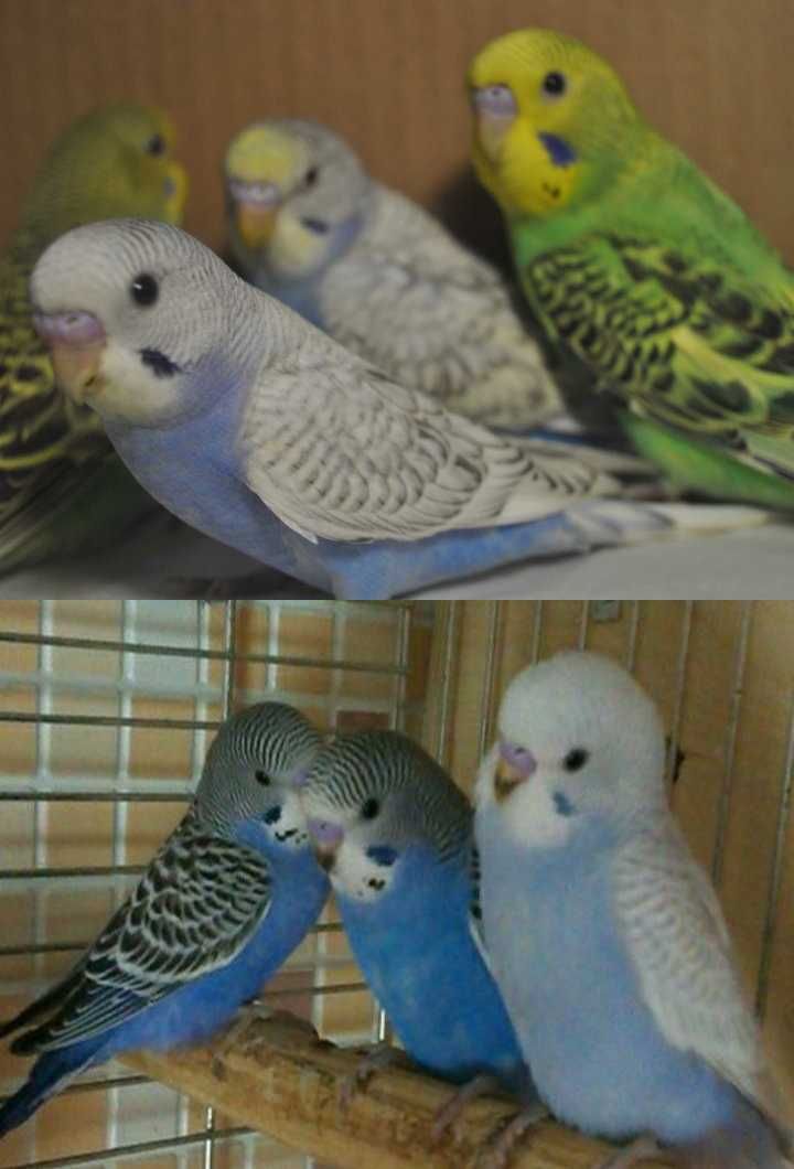 Молодые волнистые попугаи