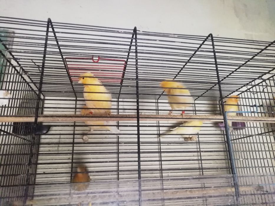 Kannarki na szprzedaż