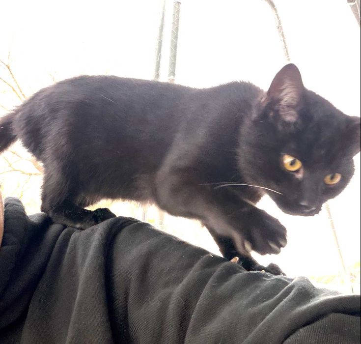 Czarny kotek – oddam za darmo