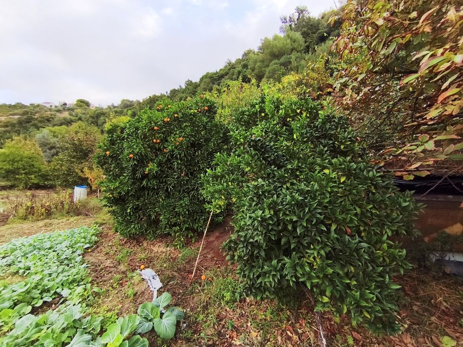 Quintinha às portas de Lisboa