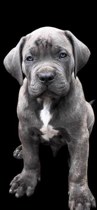 Cane Corso, сіра красуня