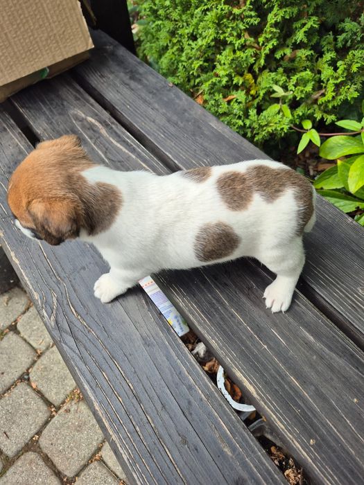 Rodowodowa suczka Jack Russell terier