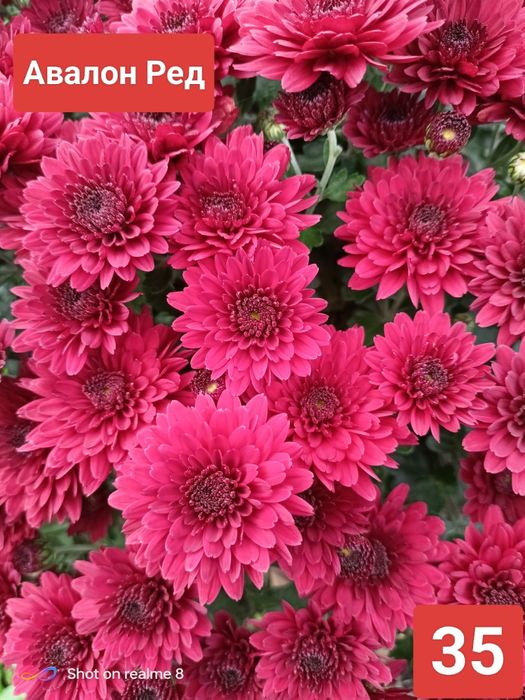 Хризантема мультифлора, корейська кущова. Багаторічні Квіти