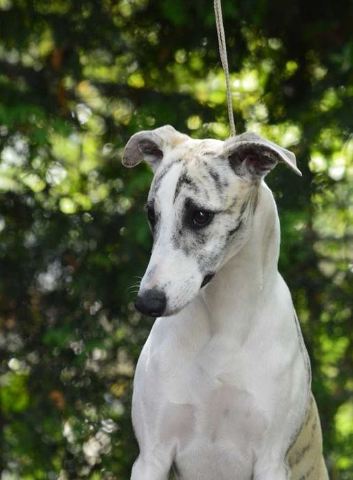Chart Angielski whippet