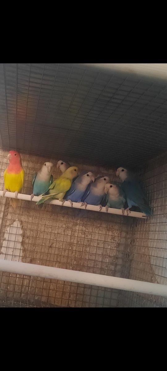 Agapornis novos e adultos