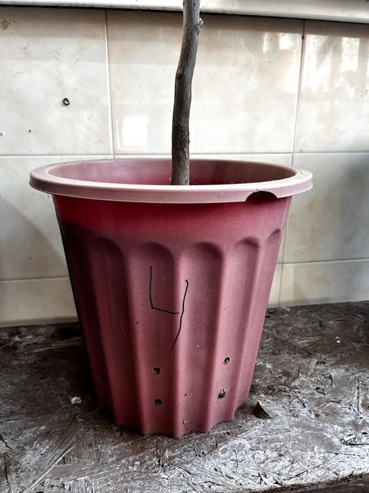 Продам цитрусове дерево (Лимон) 127 см - висота