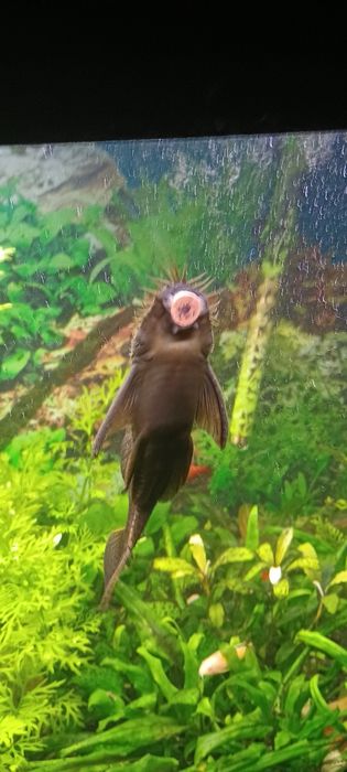 Zamienię na mieczyki