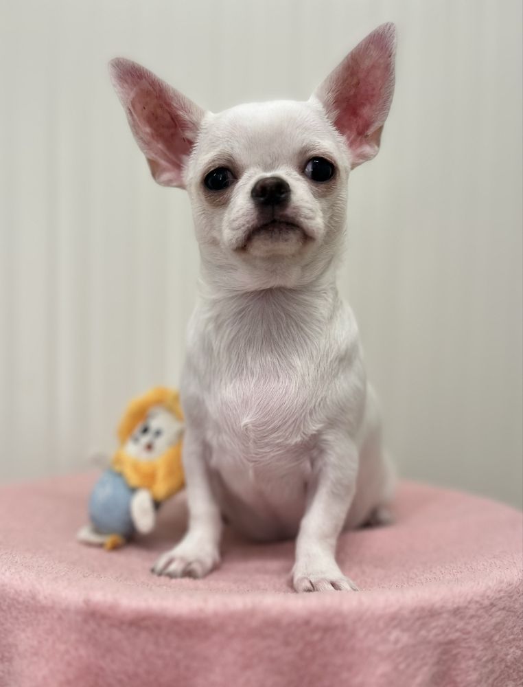 Chihuahua Femea  Pelo Curto