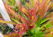 Zestaw nasion rosiczek Drosera Capensis rosiczka nasiona MEGA zestaw