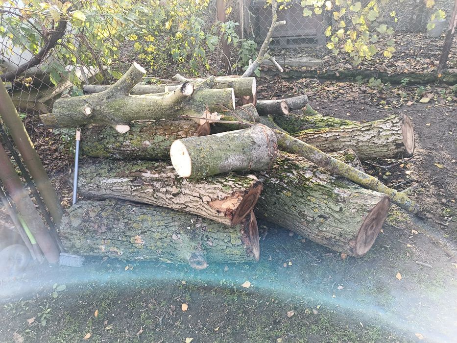 Drewno opał  orzech