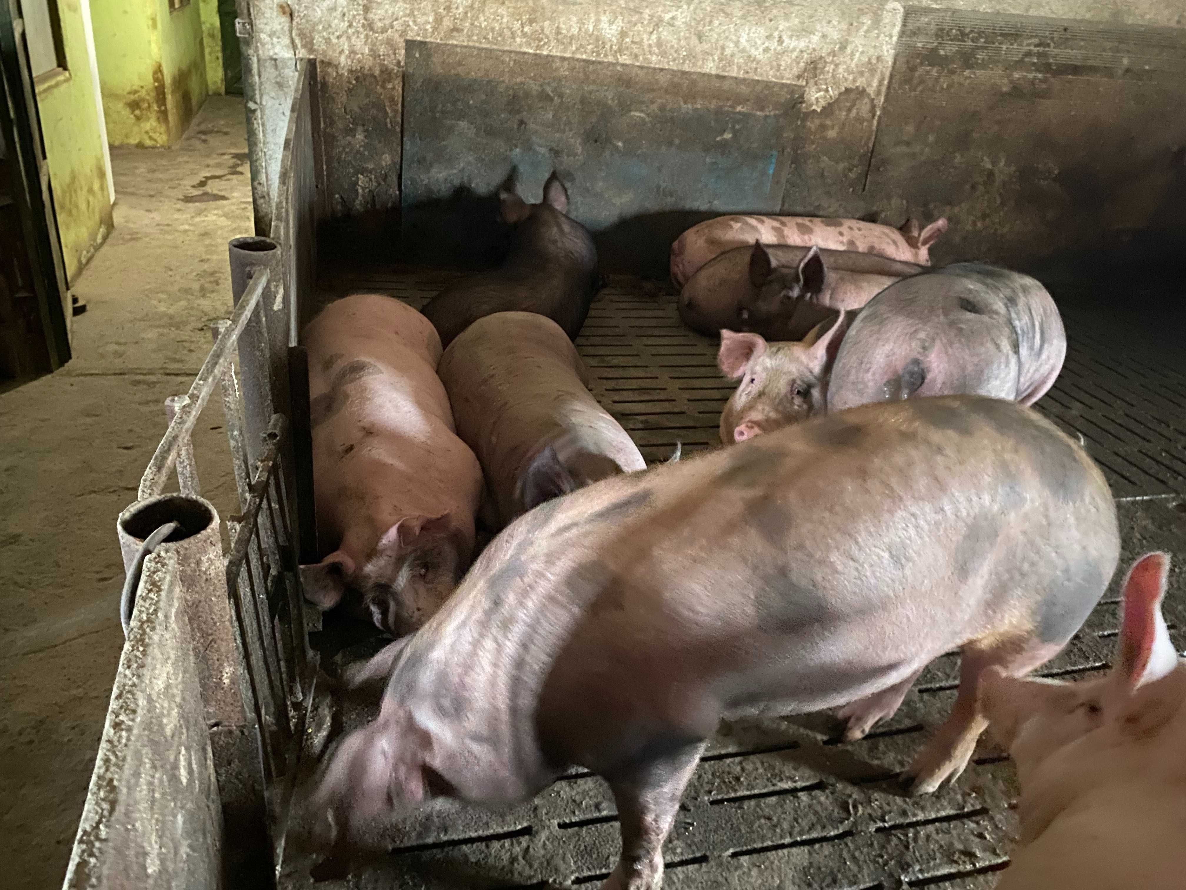 Продам  свиней живым весом уже покрытых