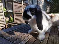 Królik Baranek biało-czarny, Mini Lop, dziewczynka