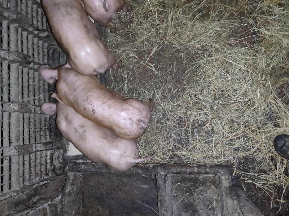 Продаж малих поросят