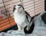 Kot do adopcji - MAKAIA, 7 miesięcy