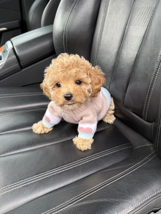 Бебі фейс мальтипу