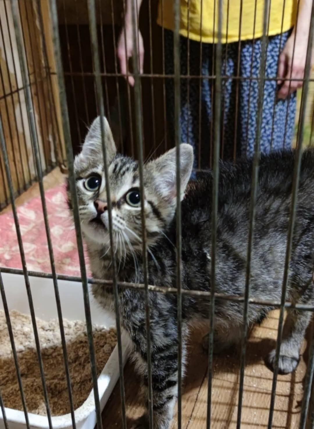 Котята из приюта ,ищем семью!