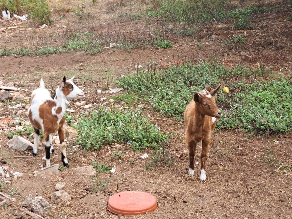 Vendo cabritos de 6 meses