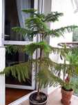 Araukaria Wyniosła. araucaria. Areokaria. wys. 1,30 m .Toruń.