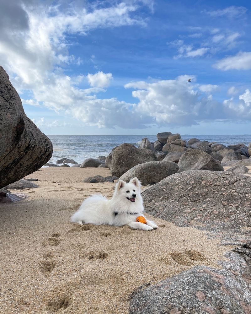 Spitz Alemão Procura Namorada