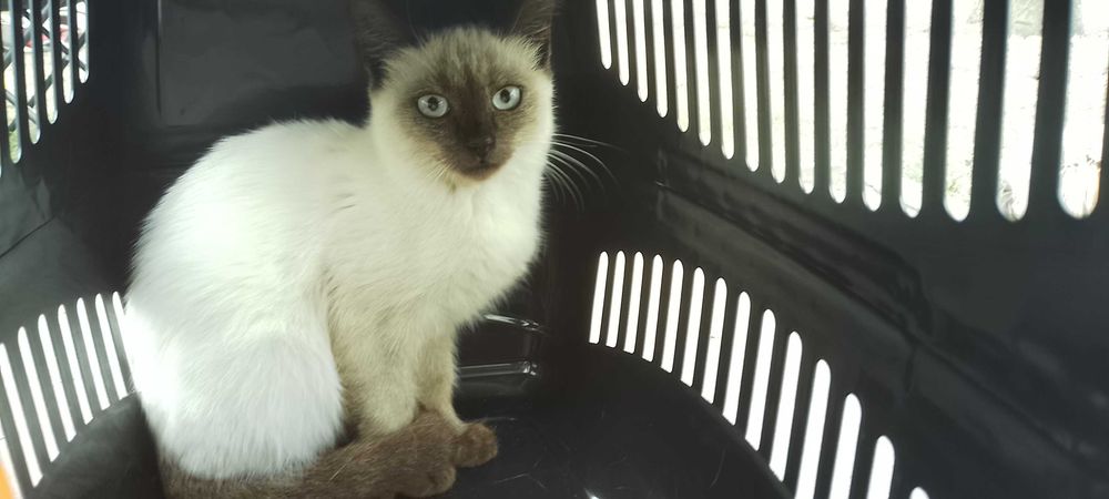 Сіамський котик три місяці