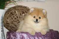 Pomeranian female FCI/КСУ реєстрація, розплідник!