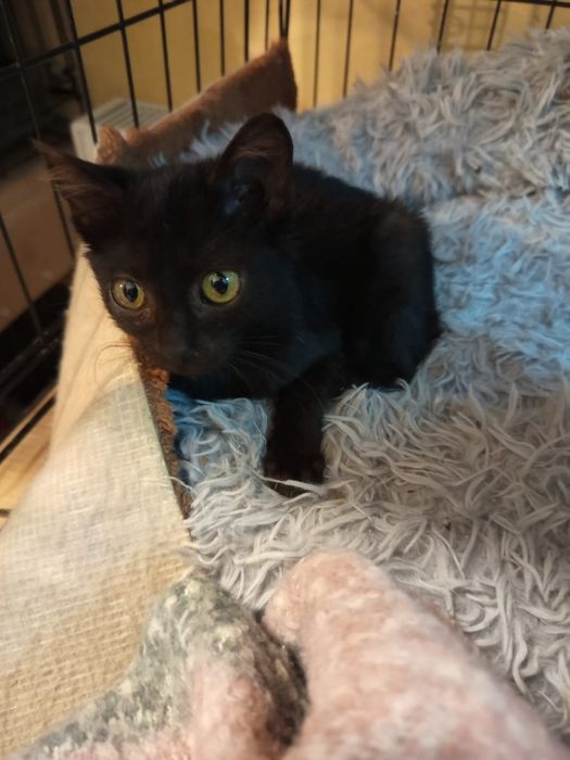 2 miesięczna kotka szuka domu niewychodzącego