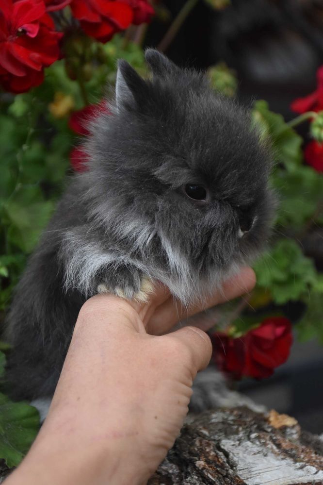 Karzełek Teddy / długowłosy / puszysty