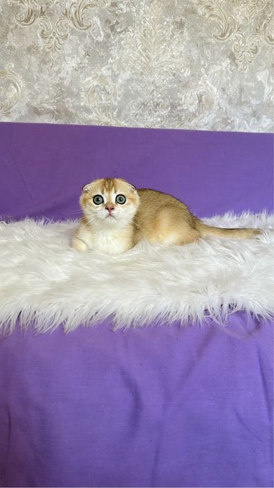 Котята висловушки золото