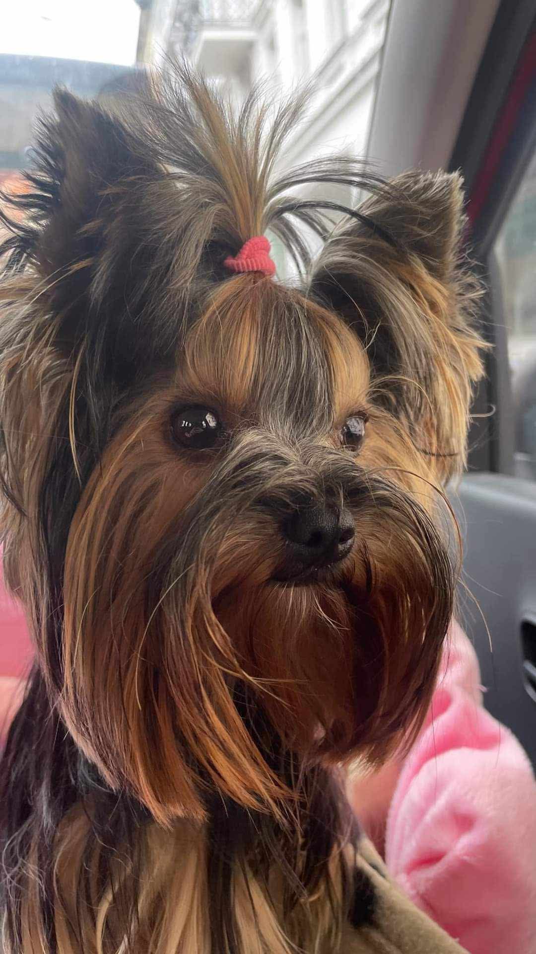 Yorkshire Terrier Yorki Pies