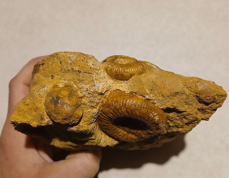 Amonity jurajskie.Wyprzedaż kolekcji.