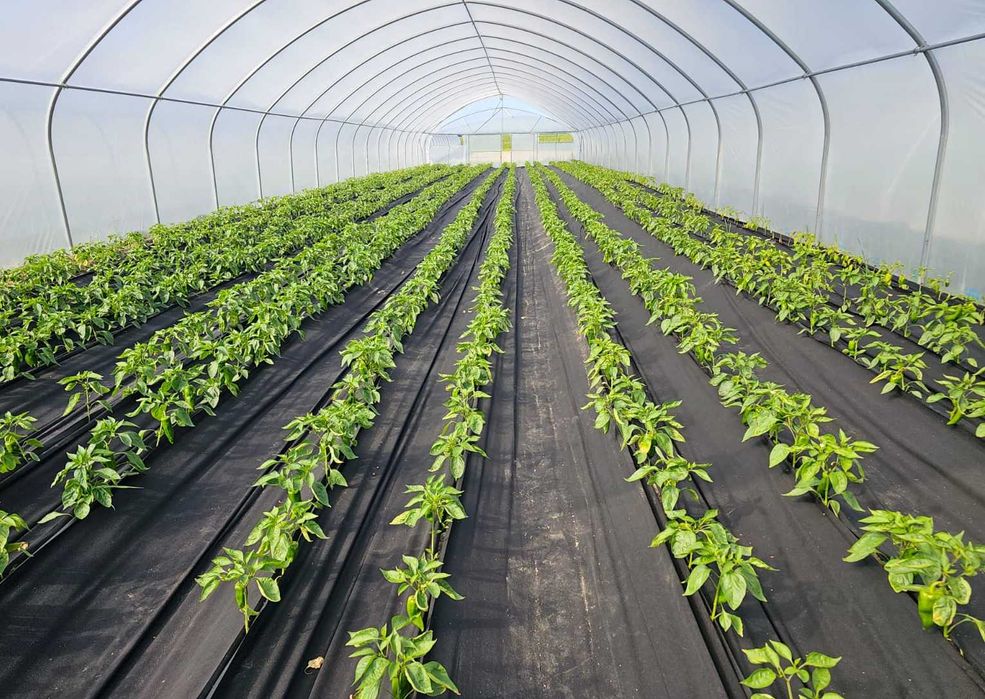 Продаж тепличного комплексу 32 теплиці (16 000 м2), Київська область